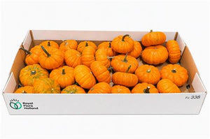 Jack Be Little Ornamental Pumpkin – Orange
