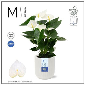 Red Anthurium Houseplant – 12cm Ceramic Pot