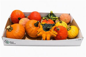 Mixed Ornamental Gourds – Decorative Pumpkin Collection