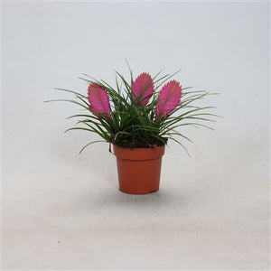 Pink Tillandsia Anita Air Plant – 12cm Pot