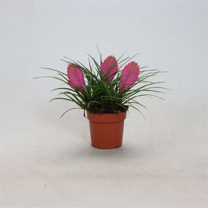 Pink Tillandsia Anita Air Plant – 12cm Pot