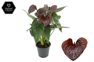 Brown Anthurium ‘Essencia’ – 12cm Pot