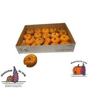 Jack Be Little Ornamental Pumpkin – Orange
