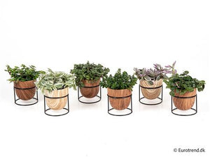 Mixed Ceramic Plant Arrangement – 6cm Pot