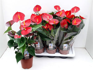 Red Anthurium ‘Adios Carino’ – 17cm Pot