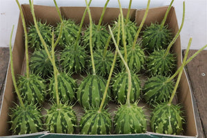 Ornamental Green Cucumis Fruit