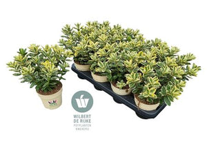 Hebe 'Katrina Blauw' – 12cm Pot, 30cm High