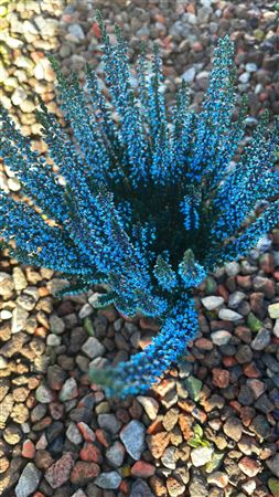 Painted Blue Heather (Calluna vulgaris) – 9.5cm Pot
