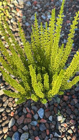 Painted Heather (Calluna vulgaris) – 9.5cm Pot