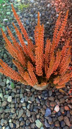 Painted Blue Heather (Calluna vulgaris) – 9.5cm Pot