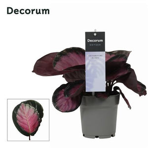 Calathea Rosy Roseopicta – 12cm Pot