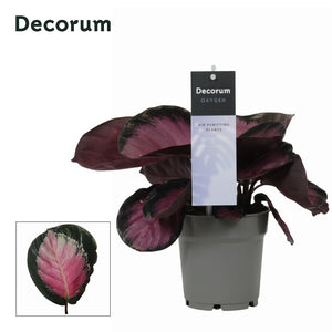 Calathea Rosy Roseopicta – 12cm Pot