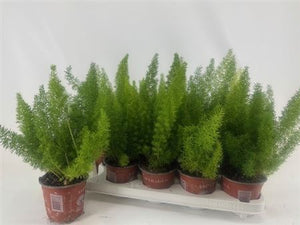 Asparagus Myers Fern – 12cm Pot, Approx. 30cm High