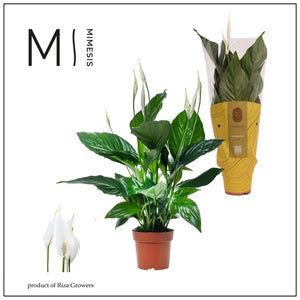 White Peace Lily (Spathiphyllum) – 13cm Pot, 60cm