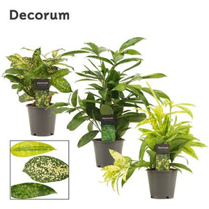 Mixed Dracaena Houseplant – 12cm Pot, 35cm High