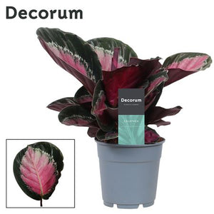 Calathea Rosy Roseo Picta – 12cm Pot