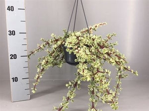 Variegated Elephant Bush (Portulacaria afra) – 14cm Pot