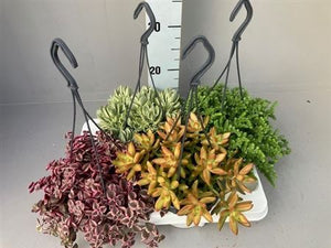 Mixed Succulent Arrangement – 14cm Pot