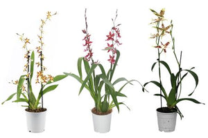 Mixed Cambria Orchid – 2 Stems, 12cm Pot