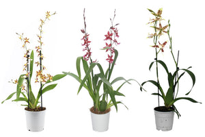 Mixed Cambria Orchid – 2 Stems, 12cm Pot