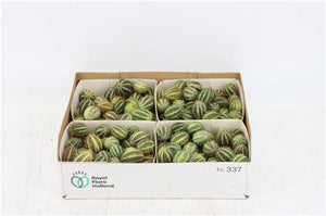 Ornamental Cucumis Mirio Fruits – Green