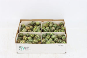 Ornamental Cucumis Mirio Fruit – Green