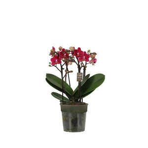 Phalaenopsis ‘Boquetto Delight’ Orchid – 12cm Pot