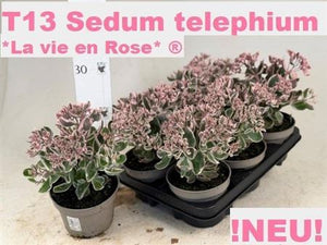 Sedum ‘Vie en Rose’ – 13cm Pot