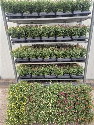Mixed Chrysanthemum (Chrysanthemum indicum) – 13cm Pot