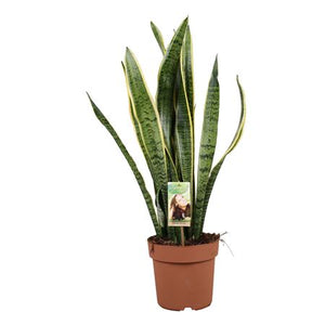 Snake Plant (Sansevieria trifasciata) – 21cm Pot, 75cm