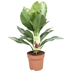 Aglaonema Silver Bay – 17cm Pot, 55cm High