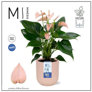 Peach Anthurium (Anthurium andraeanum) – 12cm Pot