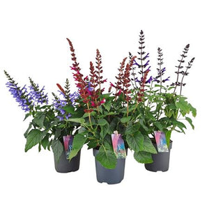 Mixed Salvia Plants (Salvia) – 17cm Pot