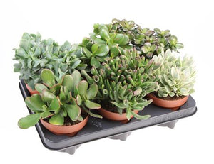 Mixed Crassula Succulent – 12cm Pot