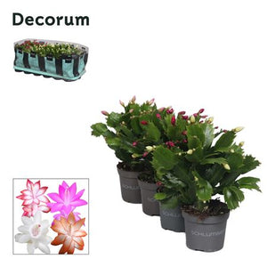 Mixed Schlumbergera Christmas Cactus – 9cm Pot