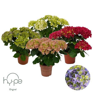Mixed Hydrangea Macrophylla – 14cm Pot, 40cm High