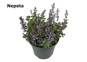 Catmint ‘Cat’s Pajamas’ (Nepeta) – 19cm Pot