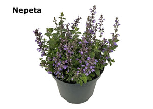 Catmint ‘Cat’s Pajamas’ (Nepeta) – 19cm Pot