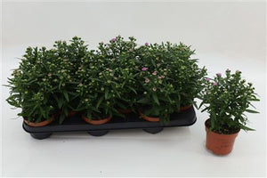 Pink Starletta Aster – 10.5cm Pot