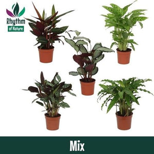 Calathea Mixed Assortment – 12cm Pot, Approx. 40cm