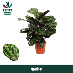 Calathea Zebrina ‘Rhythm of Nature’ – 19cm Pot