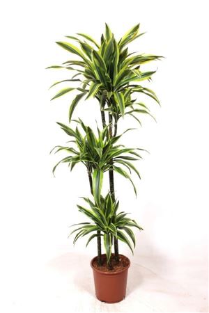 Lemon Lime Dracaena fragrans – 24cm Pot, 160cm