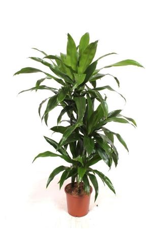 Dracaena Janet Craig – 21cm Pot, Approx. 140cm