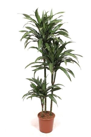 Dracaena fragrans ‘Ulises’ – 24cm Pot, 160cm Tall