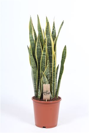 Snake Plant ‘Laurentii’ (Sansevieria trifasciata) – 21cm Pot