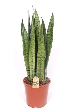 Sansevieria zeylanica – 21cm Pot, Approx. 75cm High