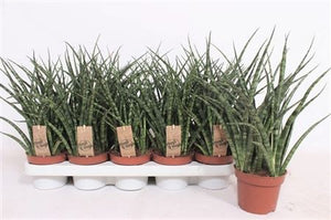 Sansevieria Fernwood Punk – 12cm Pot, 35cm High