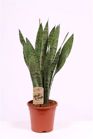 Snake Plant (Sansevieria zeylanica) – 17cm Pot, 65cm High