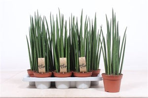 Sansevieria Mikado – 14cm Pot, 55cm High