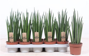 Sansevieria Fernwood Mikado – 12cm Pot, 40cm High